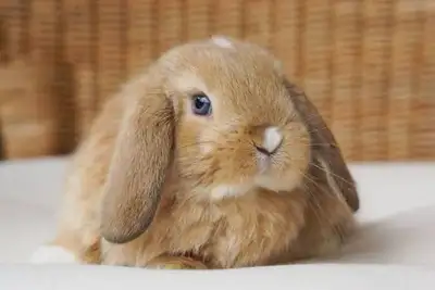 Looking for a male holland lop to add to the family! I have over 6 years experience with bunnies!