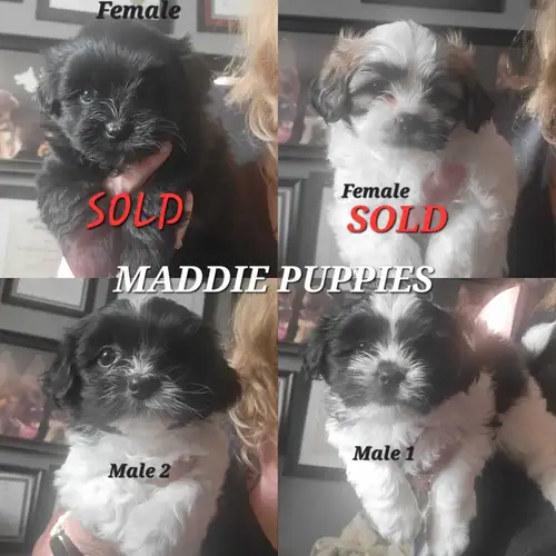 ⭐️Maddie puppies available! READY TO GO . 2 males left! Vaccinated, health check * Black & White Mal...