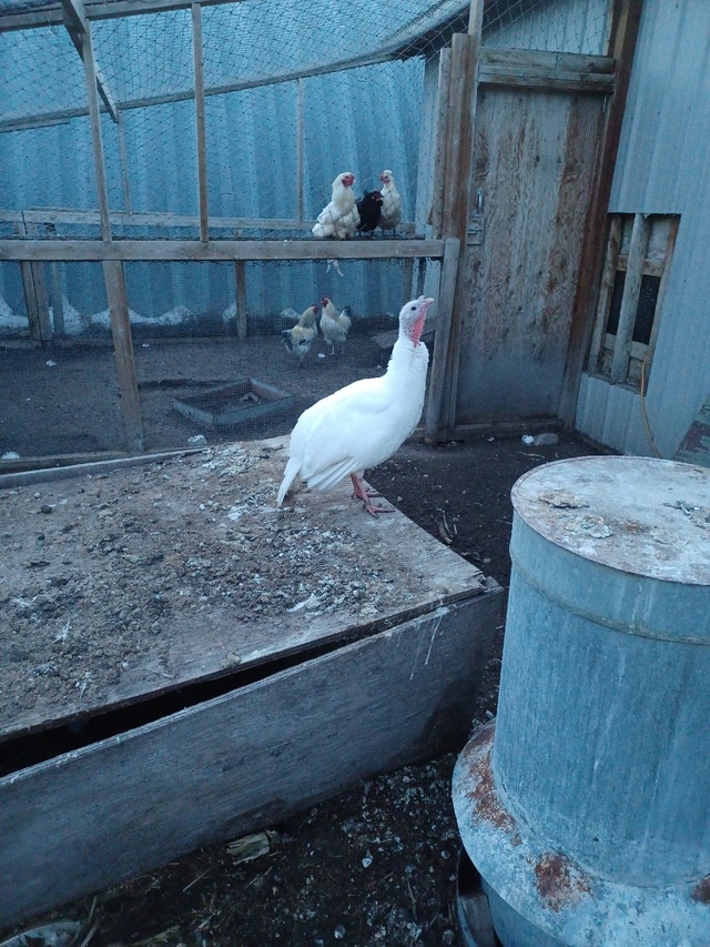 Birds for sale Birds for Rehoming Calgary Kijiji
