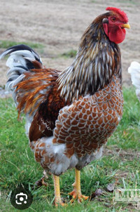 Looking for Blue Red Laced Wyandotte 