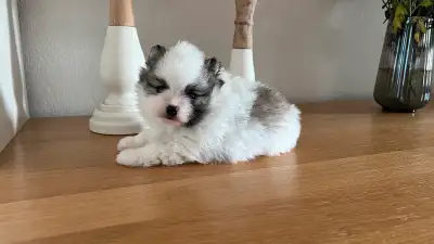 We have 1 beautiful little Female Pomeranian puppy. She was born on May 14, 2025. She will come with...