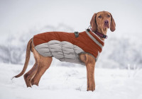 Dog winter jacket for SALE!!