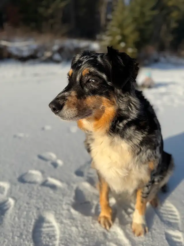 1 golden Aussie pup left. | Dogs & Puppies for Rehoming | Kamloops ...