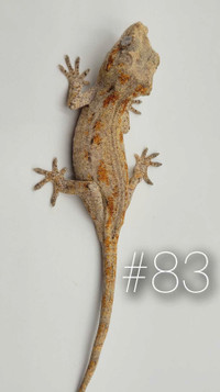 Aberrant Striped Gargoyle Gecko, NG Lineage Red & Orange 
