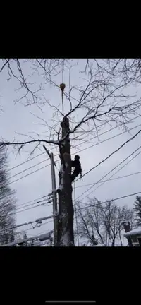 Abattage et Élagage d'arbres/ tree removal & tree pruning