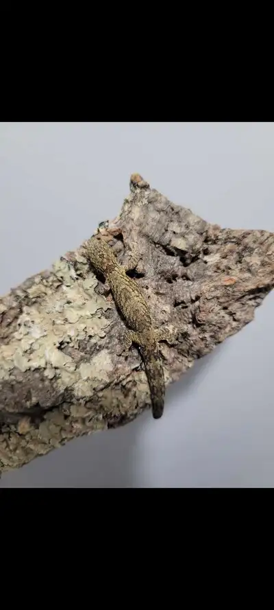 Male chameleon gecko Eurydactylodes Vieillardi European lineage High color / nice orange stripe