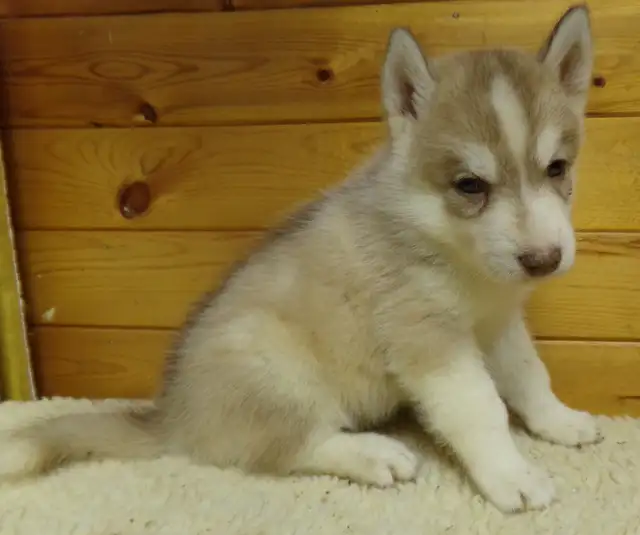 Registered Siberian Huskies in Dogs & Puppies for Rehoming in Hamilton - Image 2