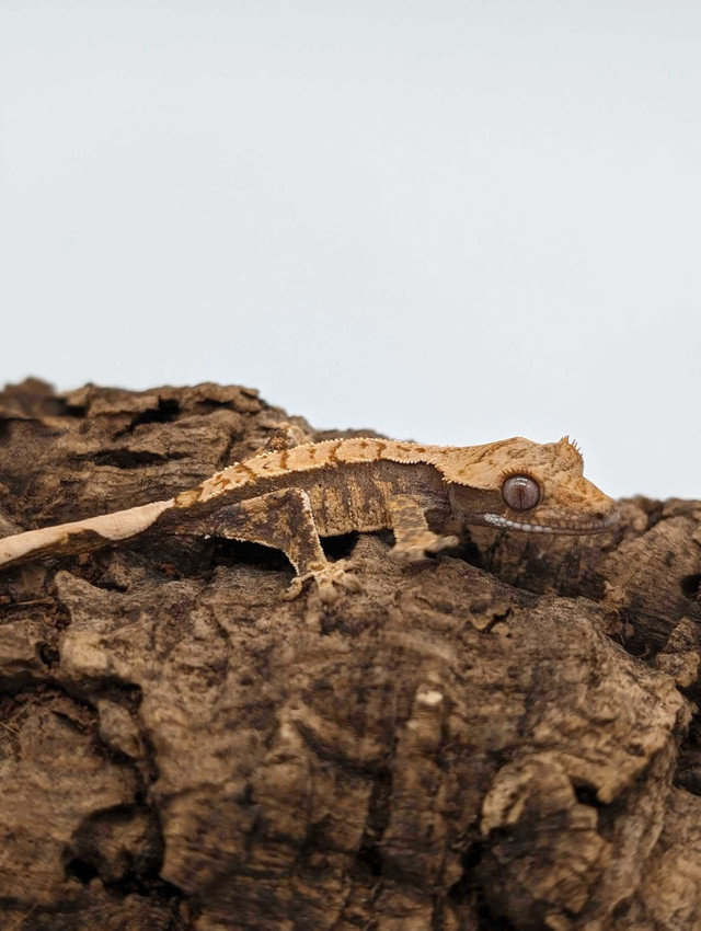 Baby crested gecko in Reptiles & Amphibians for Rehoming in Ottawa