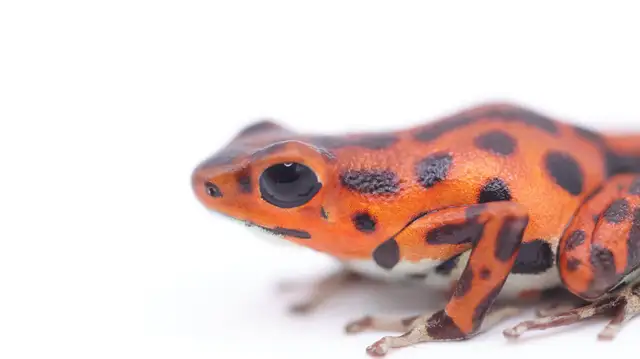 Oophaga pumilio "Bastimentos" in Reptiles & Amphibians for Rehoming in North Shore - Image 4