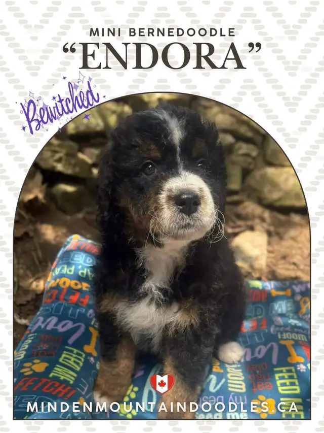 In training Mini Bernedoodles in Dogs & Puppies for Rehoming in Mississauga / Peel Region - Image 2