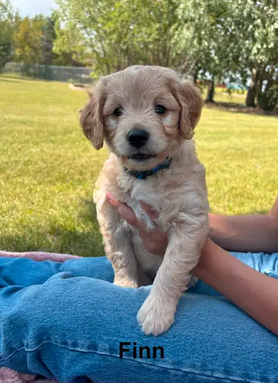 WAVENY GOLDENS - Fiona & Koa F1 Goldendoodles, View more