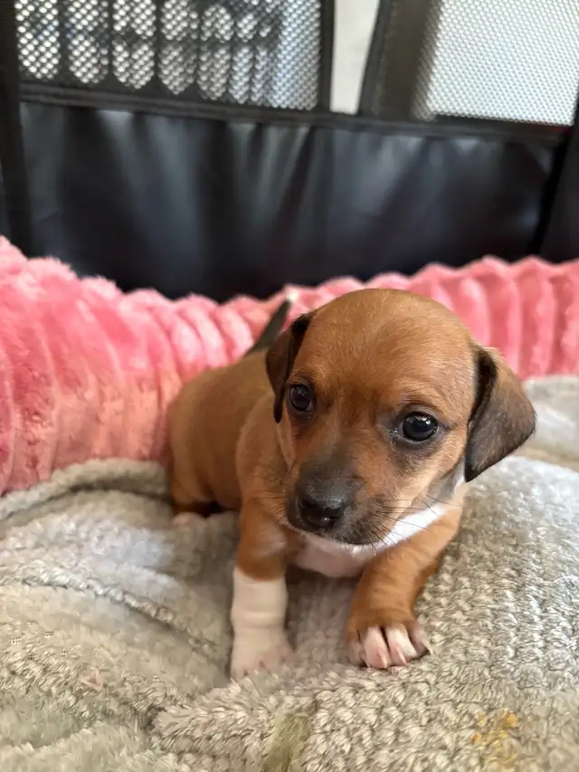 Adorable chiweenie puppies for sale! - Ready Mid-July in Dogs & Puppies for Rehoming in St. Albert - Image 3