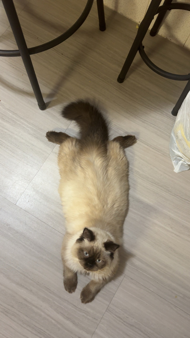 10 month old Himalayan in Cats & Kittens for Rehoming in Saint John - Image 2
