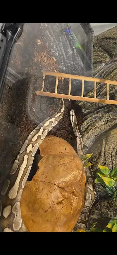 Ball Python snakes w Tank and decorations, View more