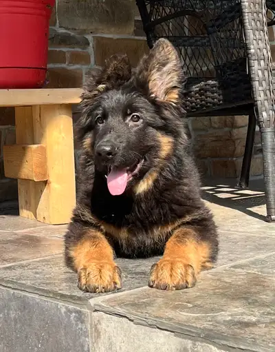 German shepherd puppies , View more