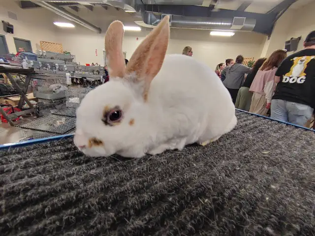 EXTRAORDINARY NETHERLAND DWARF, LIONHEAD, MINI REX, HOLLAND LOP in Small Animals for Rehoming in Ottawa - Image 3