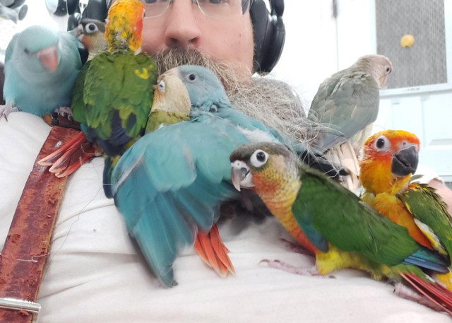 Available Babies -  Rescues - Rehomings in Birds for Rehoming in Burnaby/New Westminster - Image 2