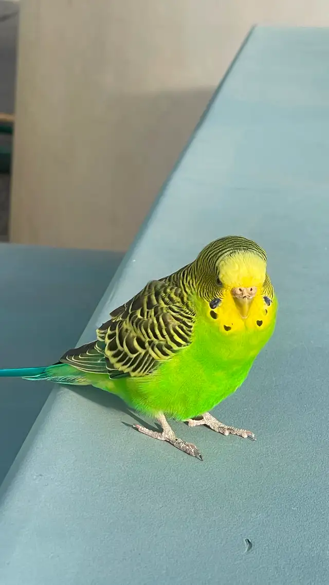 Green Bird found at Len Mills Plaza