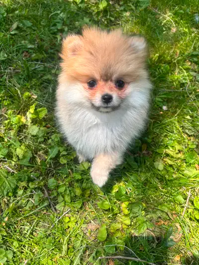 Pomeranian puppy for rehoming, View more