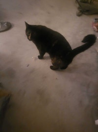 black cat with beige face tone Mississauga / Peel Region Toronto (GTA) Preview