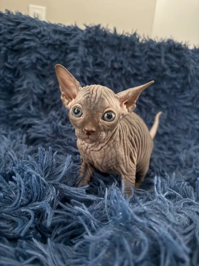 Sphynx Kittens Looking for Loving Homes  in Cats & Kittens for Rehoming in St. Albert - Image 9