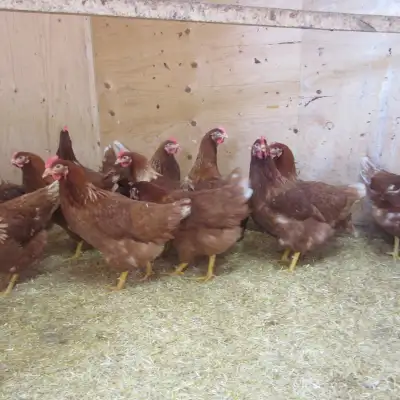Ready To Lay Red Sex-Link Chickens, View more