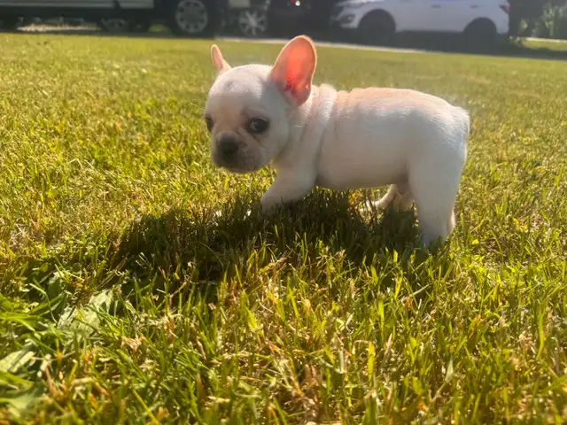 CKC registered French Bulldog Puppy in Dogs & Puppies for Rehoming in Markham / York Region - Image 5