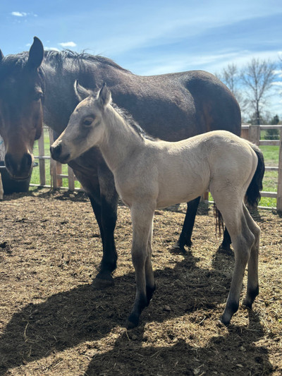 2024 Buckskin filly with nd1
