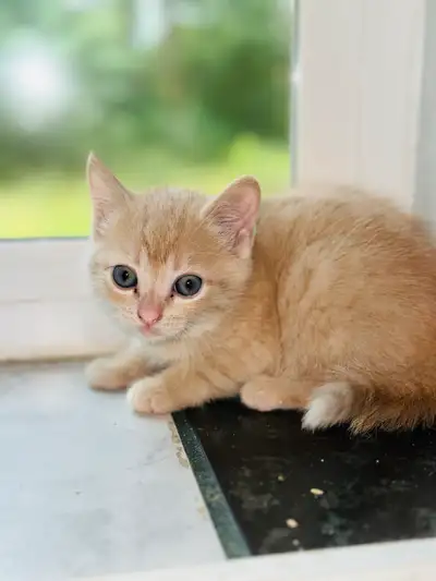 1 kitten to reholme, View more