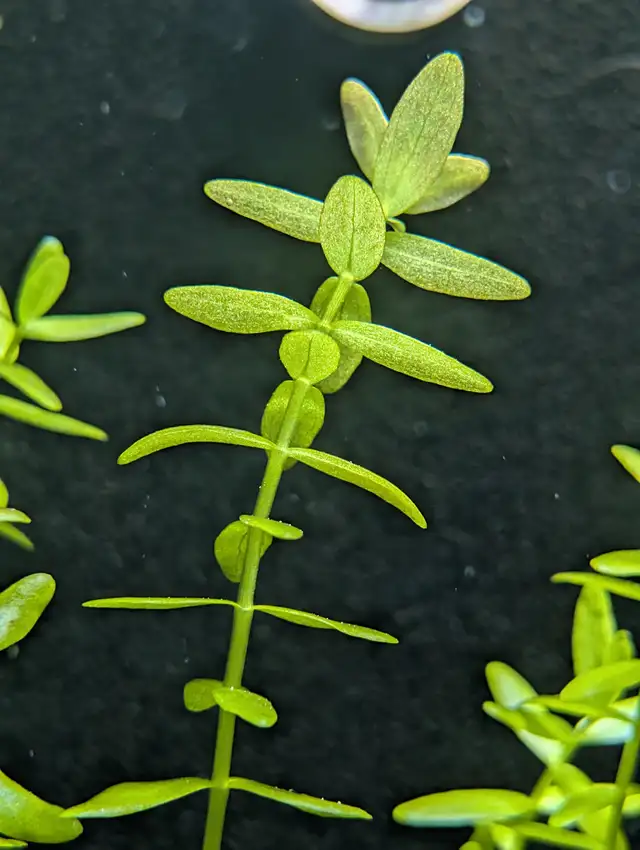 Bacopa Caroliniana – Aquarium Plant in Fish for Rehoming in Brantford - Image 2