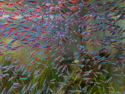Cardinal Tetras, View more