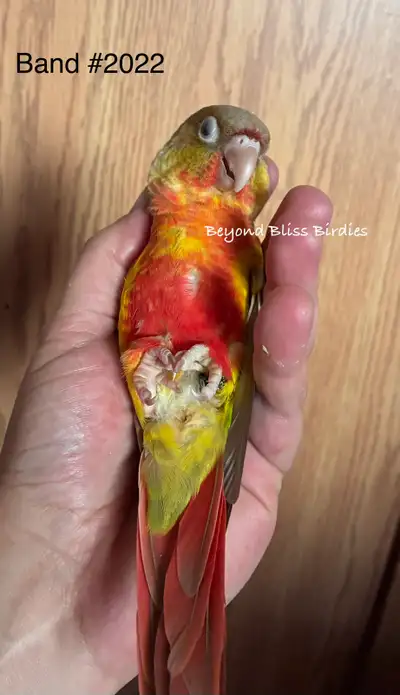 Red factor pineapple green cheek conure babies, View more