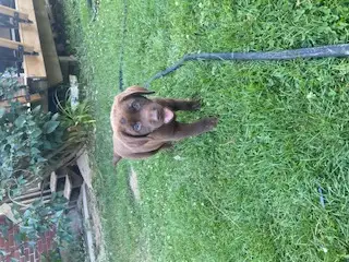 chocolate lab puppies, View more