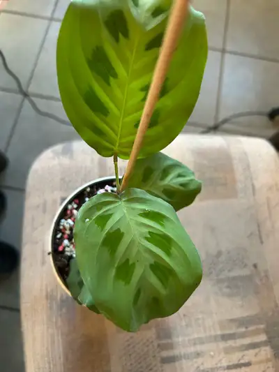 Beautiful prayer plant with pot, View more