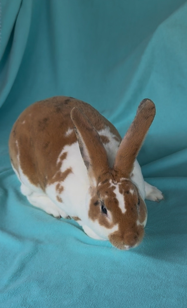 Purebred Baby Standard Rex Rabbits in Small Animals for Rehoming in Woodstock