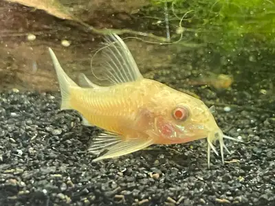 Albino Corydoras, View more