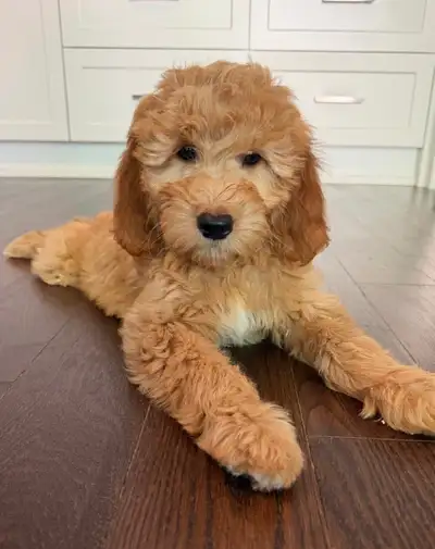 Mini Goldendoodle, View more