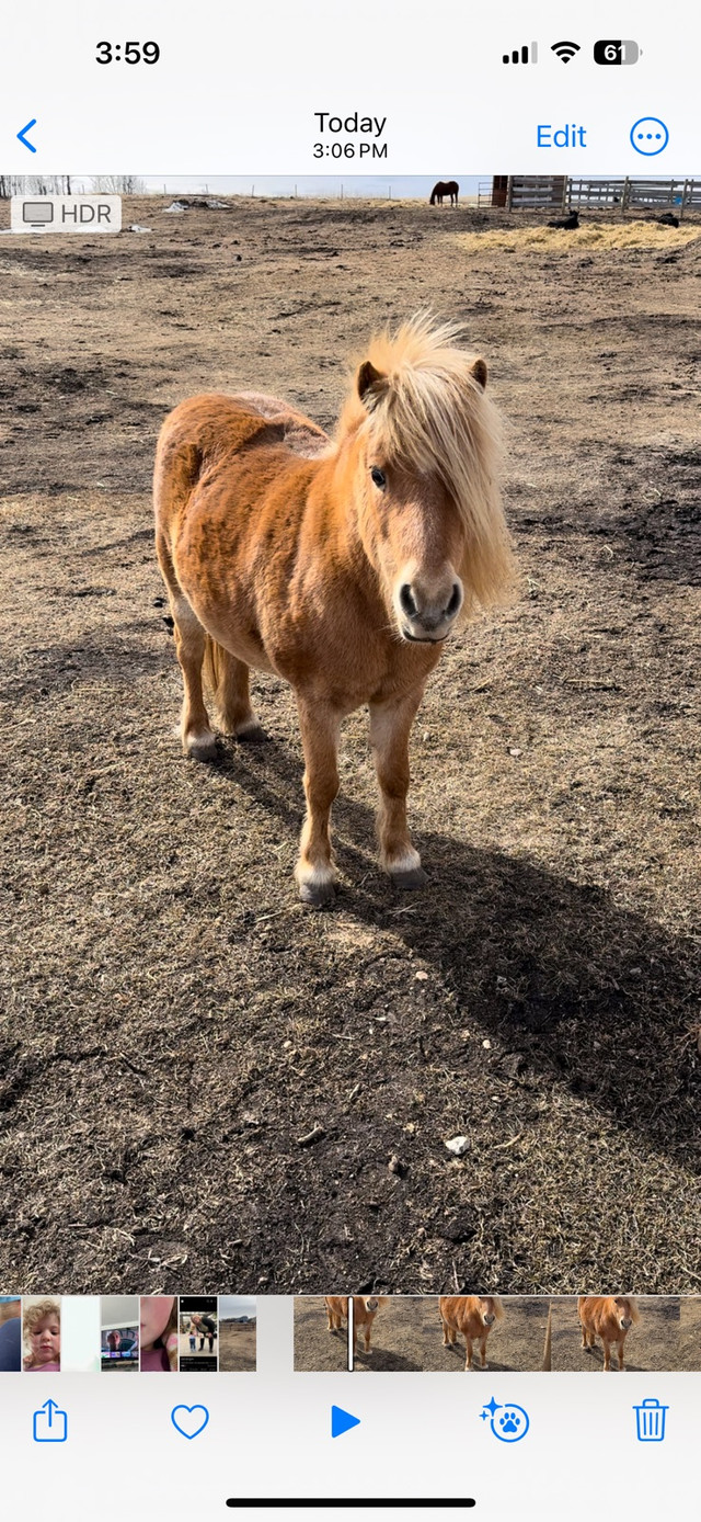 Mini mare  in Horses & Ponies for Rehoming in Strathcona County