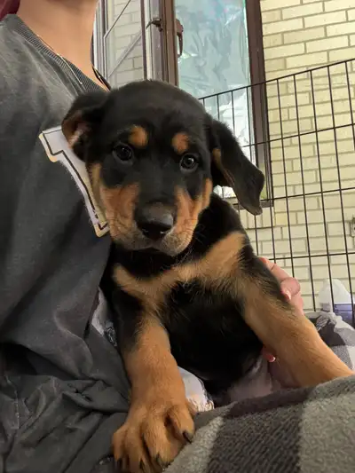 Hello everyone! We have a litter of 8 adorable puppies. Their mom is a German Shepherd and their dad...