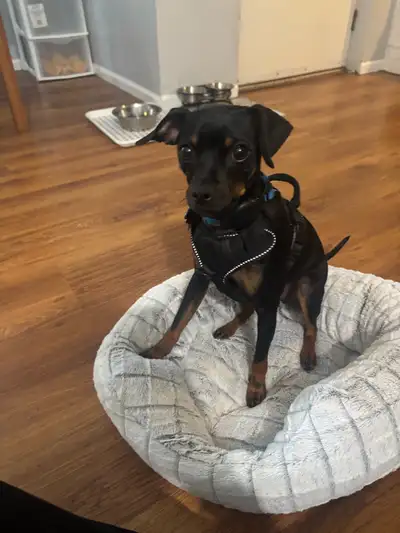 miniature pinscher puppy, View more