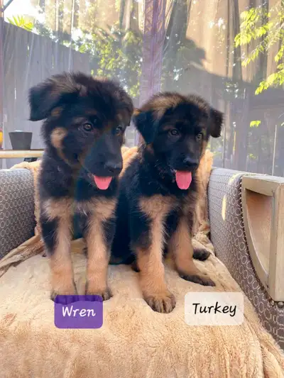 Last TWO girls! Purebred longcoat German Shepherds!, View more