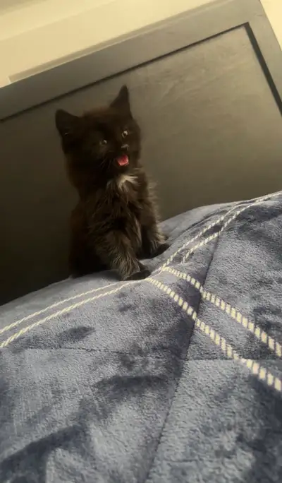 Adorable Young Kitten, View more