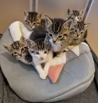 Cute kittens for rehoming!