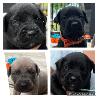 Pure Bred Cane Corso Puppies Available , View more