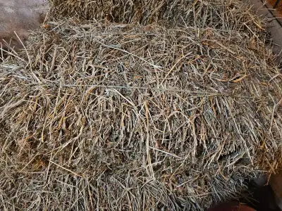2024 SMALL SQUARE HAY BALES, View more