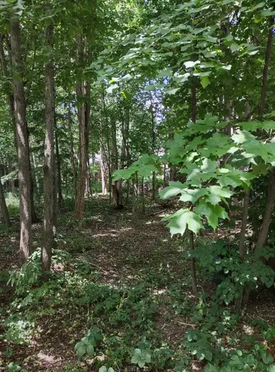 Dozens of Maple, Linden and Walnut trees. Various sizes. Most trees under 3ft are $2 each or five fo...