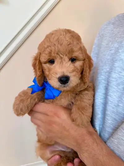 Medium Golden Doodles, View more