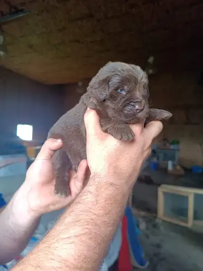 Gorgeous Newfoundland Puppies Purebred, View more