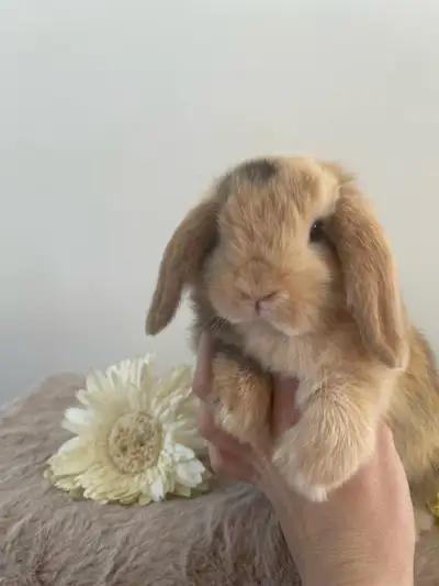 petit lapin bélier hollandais nain - pure race disponible, View more