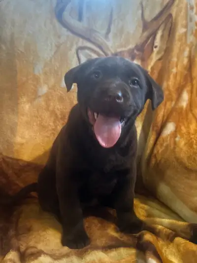 chiot labrador, View more